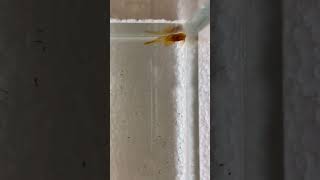 Super Red Long Fin Pleco Juvies [upl. by Yzus]