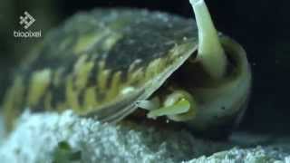 Striatus Cone Shell spearing fish with venomous harpoon [upl. by Anilatak]