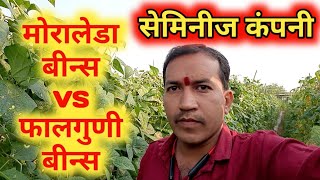 Seminis Moraleda VS Falguni मोरालेडा बिन्स vs फालगुणी बिन्स [upl. by Strage]