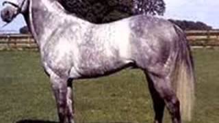 corridos de caballos vicente fernandez mixwmv [upl. by Charles]