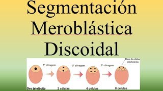 Segmentacion Meroblastica DiscoidalBIOPEDIA [upl. by Paquito]