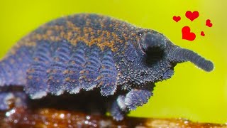 Velvet Worms Meet Your New Favorite Worm [upl. by Tollmann513]