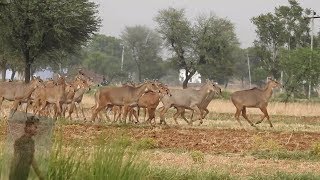 a boy try to catch nilgay tech earth nilgaiwild wildlifeindia [upl. by Annoif]