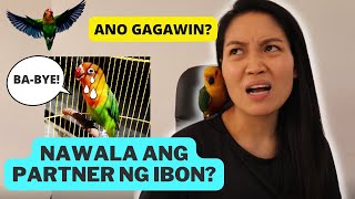 ANO GAGAWIN PAG NAWALA ANG PARTNER NG IBON  African Lovebirds  Munting Ibunan [upl. by Niddala]