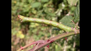 Peppered Moth larva [upl. by Rosenthal16]