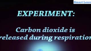 Exp  Carbon Dioxide is Released During Respiration Class 10 Science [upl. by Meier]