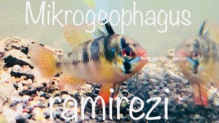 Schmetterlingsbuntbarsch im Aquarium Mikrogeophagus ramirezi aquaristik [upl. by Siddra]