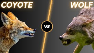 Wolf vs Coyote Whats the main difference [upl. by Serolod]