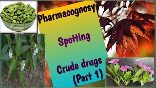 Pharmacognosy Spotting Part 1 [upl. by Edwina210]