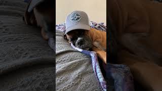 They’re so cute 🥰pug puggle cheagle boxer [upl. by Poler]