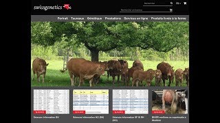 Swissgenetics recherche taureau [upl. by Nor]