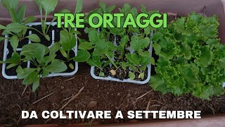 Ortaggi che ho scelto di trapiantare a settembre [upl. by Ingamar]