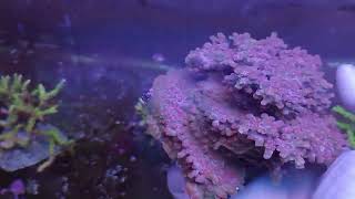 Cyphastrea decadia XL Coral gandalf [upl. by Sparky533]