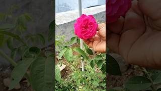 Pleasant memories பன்னீர் ரோஜா scented rose 7days rose garden flowers healthyliving shorts [upl. by Logan]