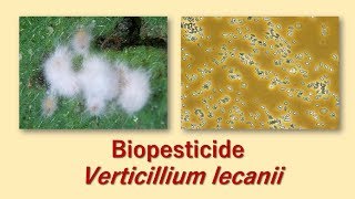 Biopesticide Verticillium lecanii [upl. by Sibell]