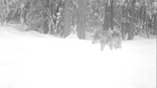 Gray wolf captured on remote camera in Washington State [upl. by Neela]