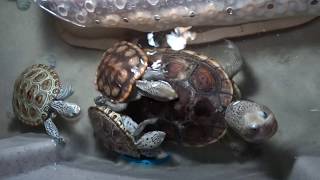 Diamondback Terrapin breeding [upl. by Aivatnuahs]