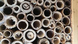 insectenhotels waarom en hoe werken ze [upl. by Adnima]