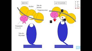 5  Physiologie cardio vasculaire partie 5 [upl. by Bartko]