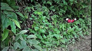 Heliconius in slo mo [upl. by Kevon]