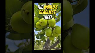 World’s Most Dangerous Tree The Lethal Tree You Should Avoid [upl. by Nimzaj]