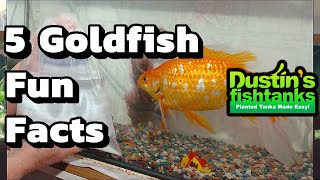 How to Keep Goldfish Goldfish Facts Five fun Facts about Goldfish [upl. by Ydassac]