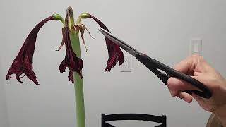 The Expert Guide to Amaryllis after wilting [upl. by Eugaet]