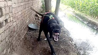 Angry Dog Sound  Angry Dog Barking [upl. by Mcgregor879]