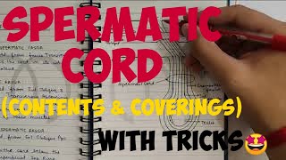 Inguinal Canal 33  Spermatic Cord  Contents amp Coverings  Abdomen Anatomy [upl. by Rosel]