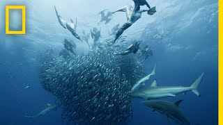 Sardine Feeding Frenzy  50 Shades of Sharks [upl. by Anitnas]