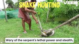 Man vs Giant Snake The Ultimate Hunt [upl. by Maurizia]