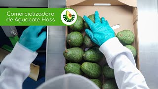 Comercializadora de Aguacate Hass 🥑 [upl. by Igal]