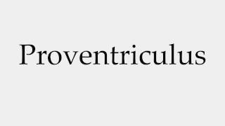 How to Pronounce Proventriculus [upl. by Yliak]