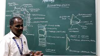 Larynx  Definition Cartilages Muscles Ligaments Interior of Larynx [upl. by Medlin]