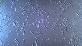 Bacteria  Spirillum Bacillus 1250x  1 [upl. by Emelia]