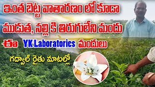 ఇంత బెట్ట వాతారణం లో కూడా ముడుత  నల్లి కి తిరుగులేని మందు ఈ YK Laboratories మందులు   YK Lab [upl. by Otnicaj]