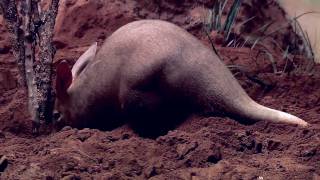 Aardvarks at the Bronx Zoo [upl. by Eseilenna]