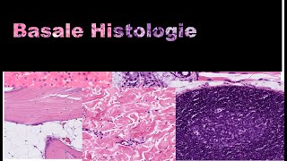 Basale histologie [upl. by Snyder]