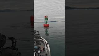 🦭Harassed While Fishing fishing lingcod saltwater pugetsound whidbeyisland rockfish shorts [upl. by Salas]