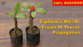 Super Easy Method To Grow Euphorbia Milii From Cuttings  Crown Of Thorns Propagation [upl. by Alesram]