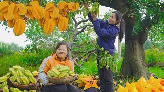 Harvesting Star Fruit  Caring for Animals to Sell at Market  Thanh Farm [upl. by Gilliette641]