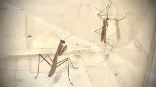 Baby Mantis VS Big Crane Fly [upl. by Rawna]