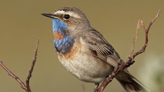 Singing Bluethroat 4K [upl. by Llecrep]