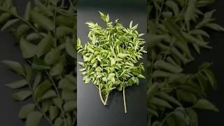 How to store Curry leaves for months without fridge in Tamil 😱 Kitchen Tips and Tricks [upl. by Robers486]