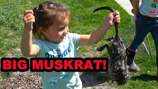 Muskrat Pest Control With Rascal the Mink [upl. by Toth800]