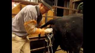 Calving Assistance  How To [upl. by Eves]