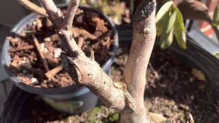 Ep 25 Cherry Laurel Bonsai Holly Bonsais Crepe Myrtle Bonsai Cotoneaster Bonsai Euonymus Bonsai [upl. by Wunder]