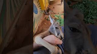 Nibble nibble shorts kangaroo animals [upl. by Ahsoj]