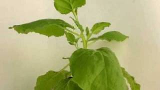 Phytophthora capsici infects Nicotiana benthamiana [upl. by Sitnalta]