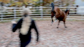 Pony beißt und schlägt nach Kindern  kann Ariane Telgen die Ursachen finden Teil 12 [upl. by Ragen342]